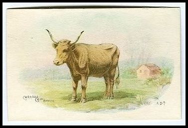 7 Caragua Cow Brazil